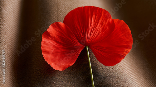 Red poppy flower resting on a brown fabric background  