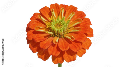 Fotografie Vibrant orange zinnia flower head with yellow center and layered petals