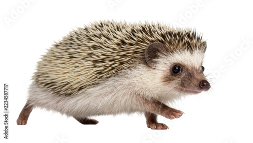 Obraz na plátně Small African pygmy hedgehog walking with brown and white quills