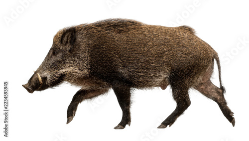Photography Large brown wild boar walking with sharp tusks and coarse fur