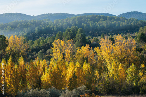 Fotografie Bosque de chopos con follaje amarillo de otoño frente a colinas arboladas