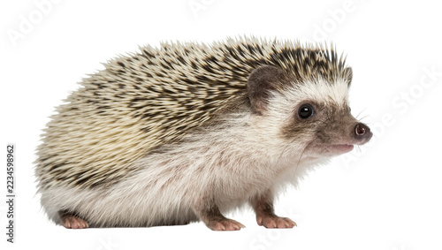 Fotografie Small African pygmy hedgehog with brown and white quills standing in profile