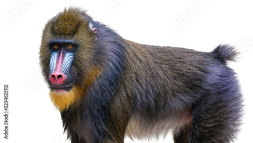 Obraz na plátně Colorful mandrill primate with vibrant blue and red facial markings