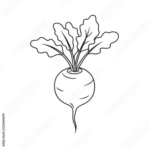 Line drawing depicts a turnip with leafy greens and a slender root