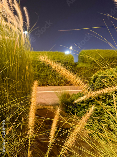 Close up of ornamental fountain grass fluffy spikes at night in public park beside paved path with street lights
