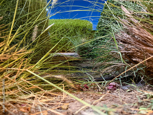 Low angle view through wild tall grass and shrubs with garden hedge and vibrant blue sky on sunny day