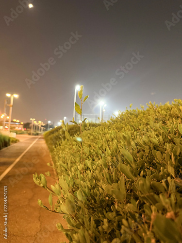 Close up of green bush hedge along walkway illuminated by city streetlights and night sky with moon