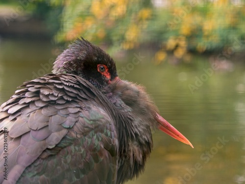 Fotografie black stork (Ciconia nigra)
