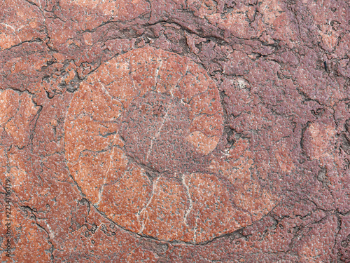 Fotografie Paleontology and geology ammonite fossil embedded in rosso ammonitico limestone