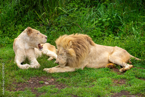 Canvas Print A close-up of a lion and lioness against a backdrop of green grass
