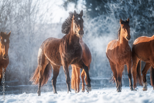 Energetic Bay Horse Trotting Through Snow with a Herd in Winter Sunlight