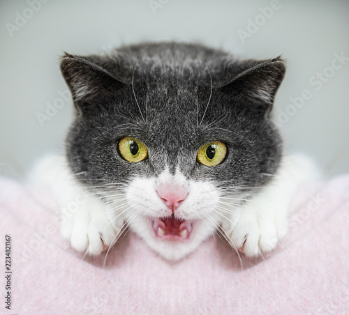 Surprised Gray and White Cat with Wide Yellow Eyes and Open Mouth