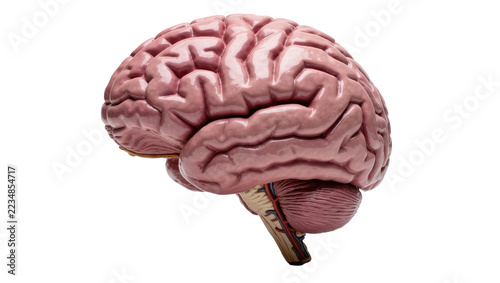 Fotografie Detailed human brain model with cerebellum and brainstem, isolated on transparen