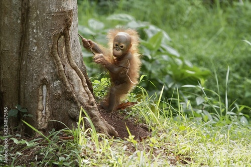 Sticker A portrait of a little orangutan playing alone under a tree in the morning, whil