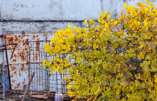 Yellow autumn leaves grow beside a rusted metal gate and concrete wall