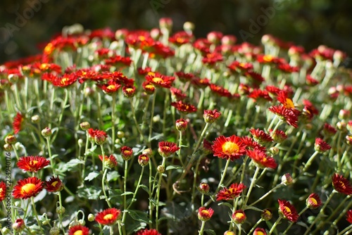 Close-up of blooming red chrysanthemums. Bush of beautiful, small chrysanthemums with green leaves on a sunny day