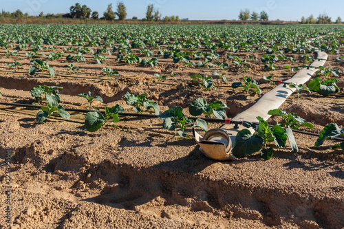 Fotografie Close-up of main irrigation pipe and drip system in a broccoli crop field