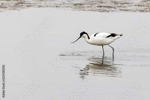 Pied avocet (recurvirostra avosetta), bird, Namibia