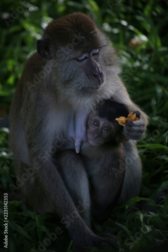 Photography A baby monkey in its mother's embrace