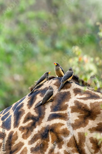 Yellow-billed oxpeckers, Buphagus africanus africanus, on the back of a Masai giraffe, Giraffa tippelskirchi, in the Masai Mara Triangle, Kenya. Foliage background with space for text.
