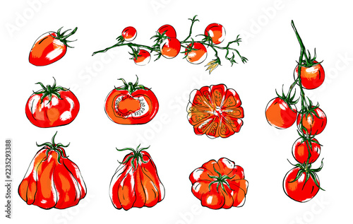 Set of tomatoes illustration in a sketch style. Large red tomatoes, slices and cherry tomatoes, isolated on white background. Design elements for labels, menus or packaging.