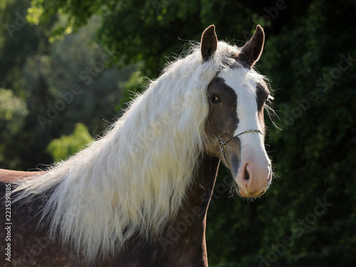 Long haired painted tinker horse against the background of a blooming green garden