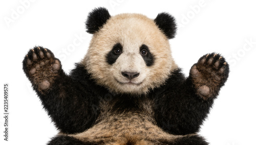Fluffy giant panda cub waving with both paws, isolated on transparent background