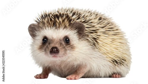 Obraz na plátně Small African pygmy hedgehog with spiky quills, isolated on transparent backgrou