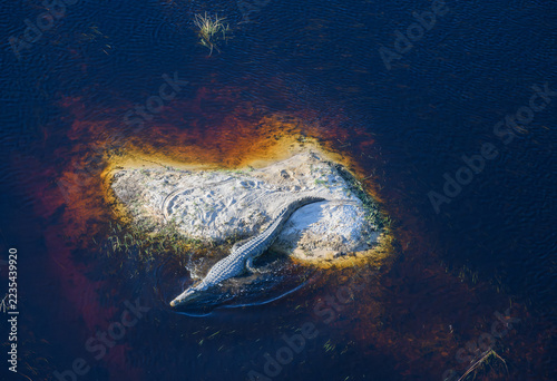 Aerial view of Nile Crocodile, Crocodylus niloticus, Macatoo, Okavango Delta, Botswana