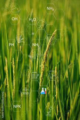 Smart farming and precision agriculture concept on rice field.
