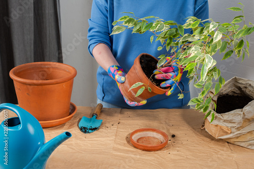 A person in gloves tips a Ficus Benjamina from its pot at a worktable, preparing to replant it into a larger pot indoors