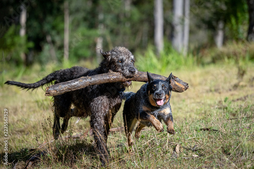 Soaking wet Irish Wolfhound and Cattle Dog sharing a large stick on muddy grass