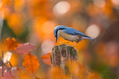 A eurasian nutahtch sits on a tree stump. Autumn scene with a eurasian nuthatch.  Sitta europaea