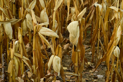 Fotografie Ripe corn stalks with dry cobs stand in an agricultural field prior to harvest