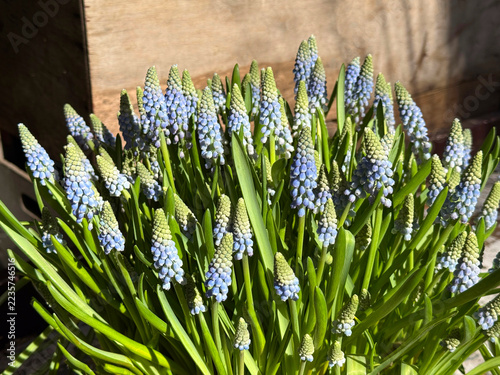 Obraz na plátně Spring blue flowers Muscari armeniacum grape hyacinth.