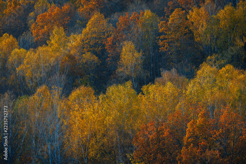 Autumn forest landscape in Duksta Valley, Lithuania