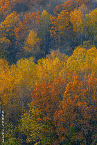 Autumn forest landscape in Duksta Valley, Lithuania