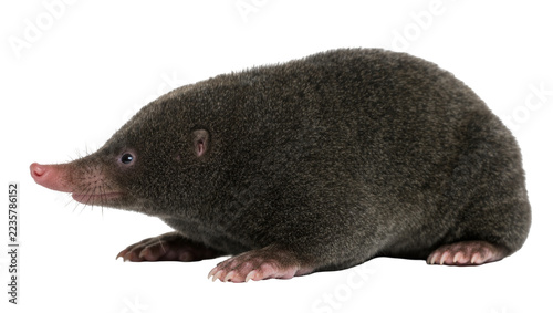 Obraz na plátně Small furry mole with pink nose and paws, isolated on transparent background