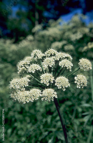 a compound umbel of white small flowers characteristic of plants in the carrot or parsley family (Apiaceae), such as Angelica sylvestris (wild angelica).