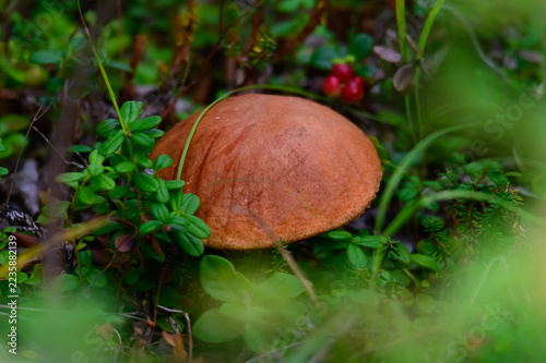 Fotografie Peppery Bolete Mushroom on Trail near Copper Center, Alaska.