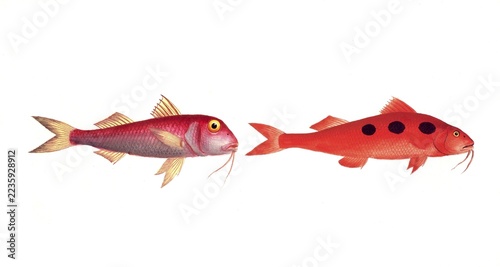 Fish, fish, left: Mullus barbatus, der kleine Rotbart, the smaller Red Beard. right: Mullus maculatus, der gefleckte Rotbart, the maculated Surmulet, Historic, digitally restored reproduction from a 19th century original, Record date not stated