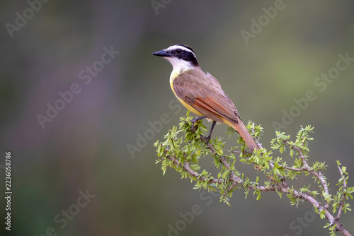 Great Kiskadee 