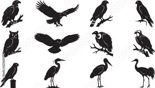 Set of bird silhouettes including eagles hawks owls and cranes for design projects