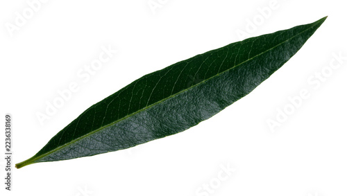 Obraz na plátně Single elongated dark green peach tree leaf with visible veins