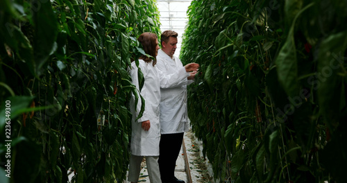 Two Caucasian adults in lab coats are examining plants in a greenhouse, with copy space