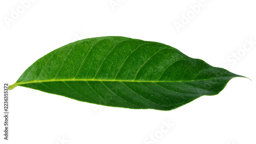 Obraz na plátně Single elongated green leaf with visible veins and pointed tip
