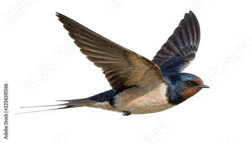 Obraz na plátně Barn swallow bird with outstretched wings in flight, isolated on transparent bac