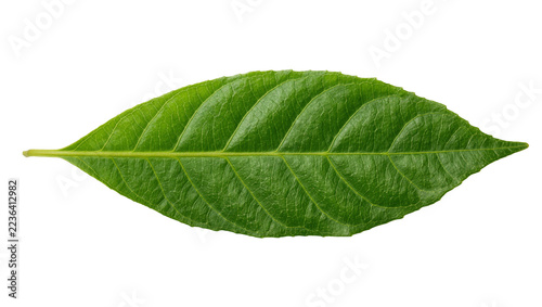 Fotografie Single elongated green leaf with serrated edges and visible vein structure