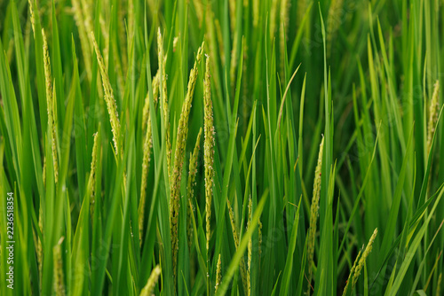 Close-up of lush green rice ears in agricultural paddy field.