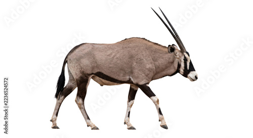 Fotografie Gemsbok antelope walking in profile with long straight horns isolated on transpa
